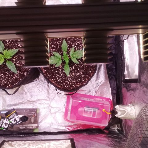 AK 420 growlog timeline photo