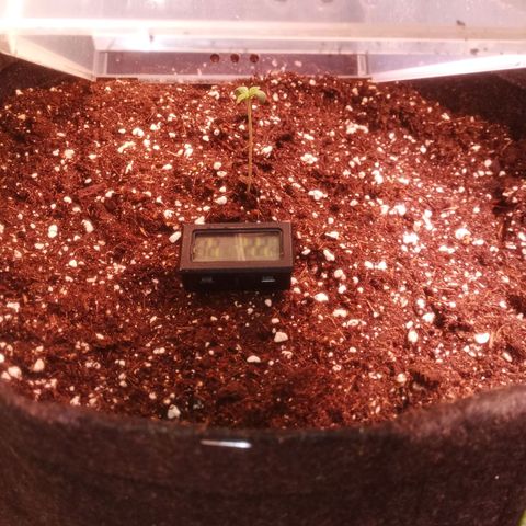 AK 420 growlog timeline photo