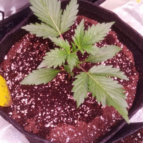 Gelato Auto #2 growlog timeline photo