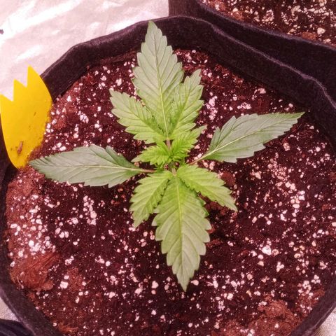 Gelato Auto #1 growlog timeline photo