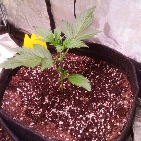 Gelato Auto #2 growlog timeline photo