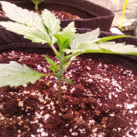Gelato Auto #1 growlog timeline photo