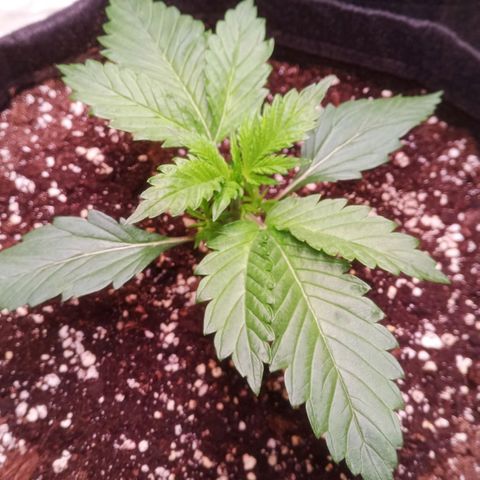 Gelato Auto #1 growlog timeline photo