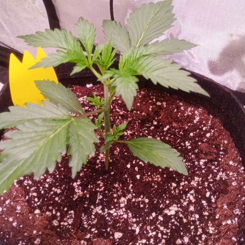 Gelato Auto #2 growlog timeline photo