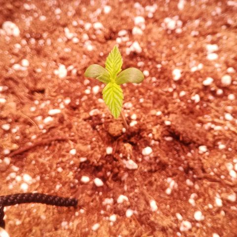AK 420 growlog timeline photo