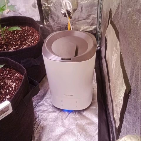 AK 420 growlog photo: Luftbefeuchter installiert. 
Sollwert auf 75% gestellt.