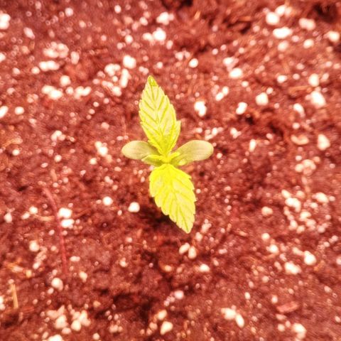 AK 420 growlog timeline photo