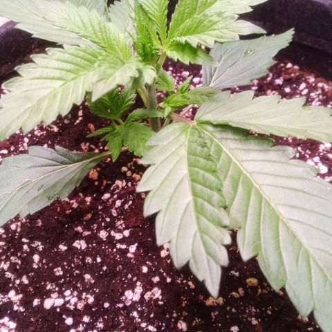 Gelato Auto #1 growlog timeline photo