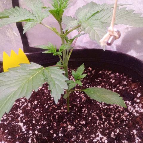 Gelato Auto #2 growlog timeline photo