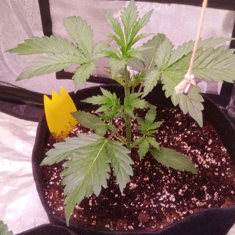 Gelato Auto #2 growlog timeline photo