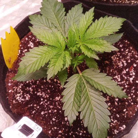 Gelato Auto #1 growlog timeline photo