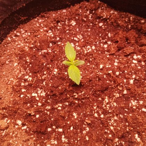 AK 420 growlog timeline photo