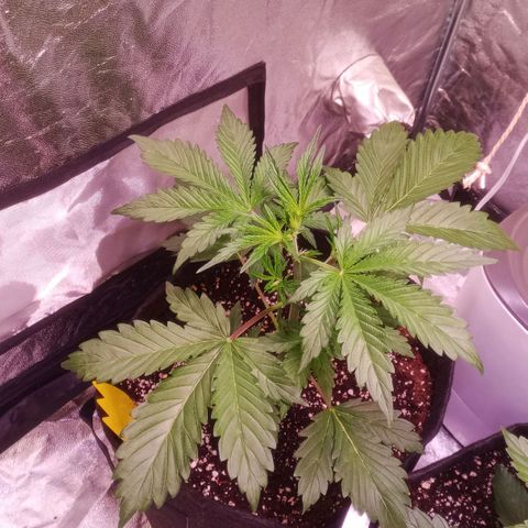 Gelato Auto #2 growlog timeline photo