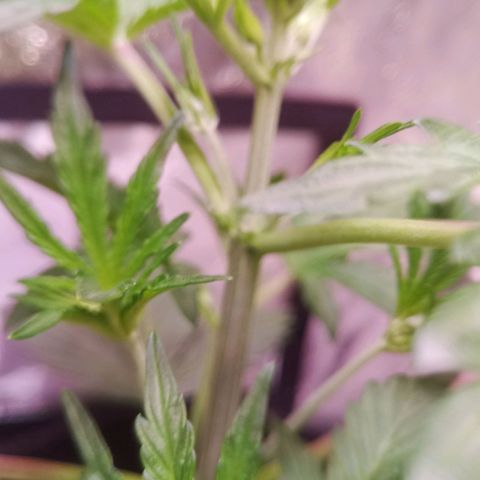 Gelato Auto #2 growlog timeline photo