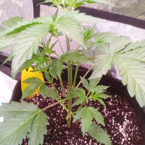 Gelato Auto #2 growlog timeline photo