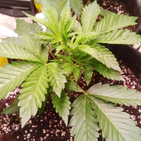 Gelato Auto #1 growlog timeline photo