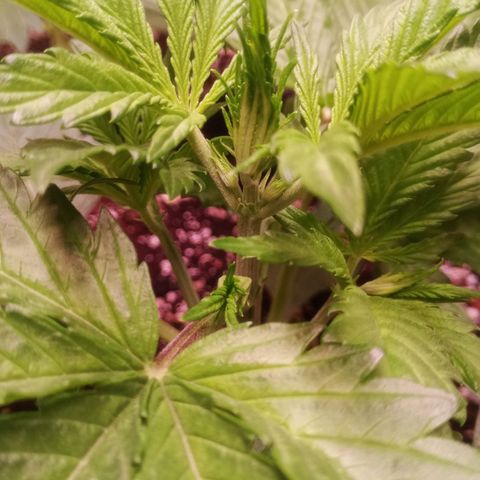 Gelato Auto #1 growlog timeline photo