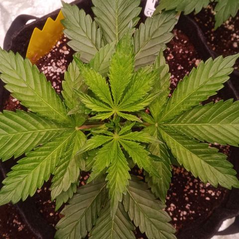 Gelato Auto #1 growlog timeline photo