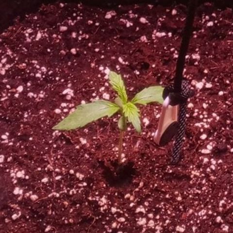 AK 420 growlog timeline photo