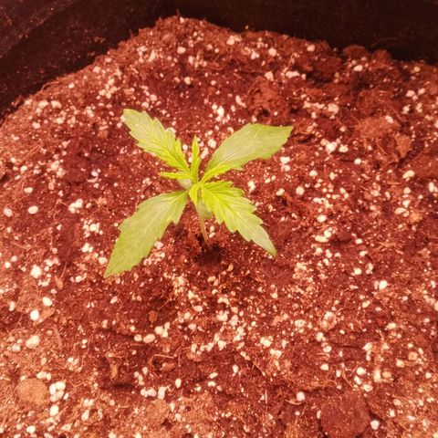 AK 420 growlog timeline photo