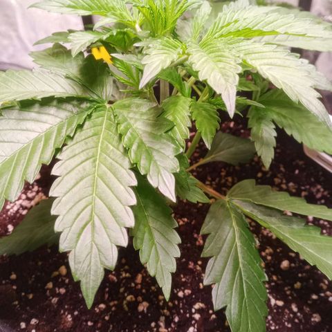 Gelato Auto #1 growlog timeline photo