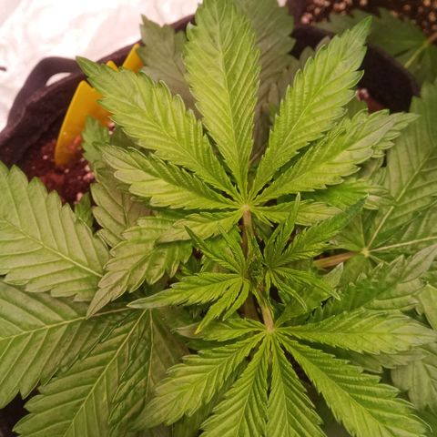 Gelato Auto #1 growlog timeline photo