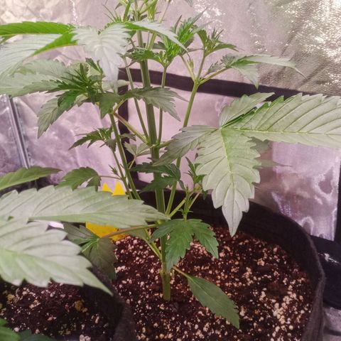 Gelato Auto #2 growlog timeline photo