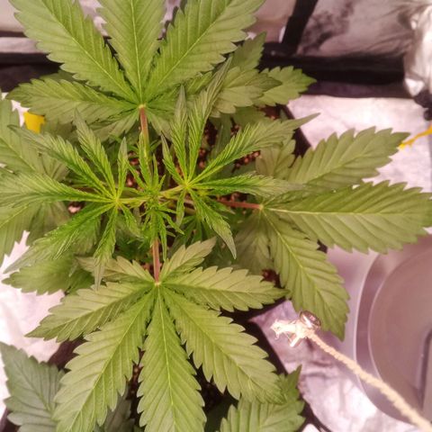 Gelato Auto #2 growlog timeline photo