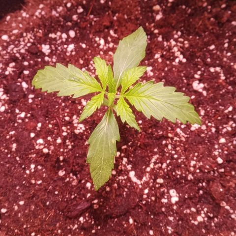 AK 420 growlog timeline photo