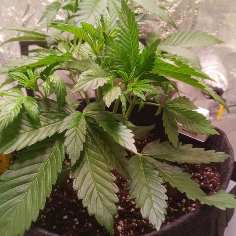 Gelato Auto #1 growlog timeline photo