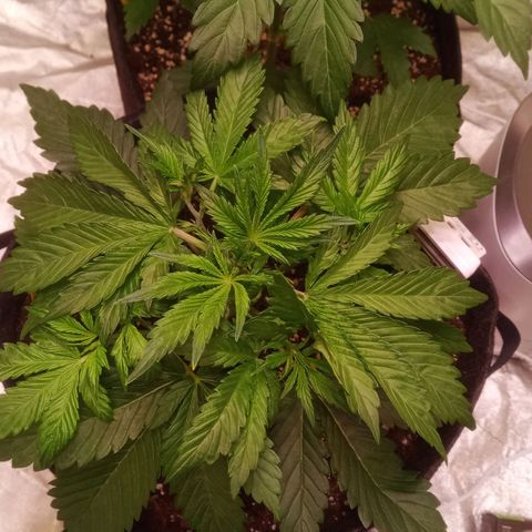 Gelato Auto #1 growlog timeline photo