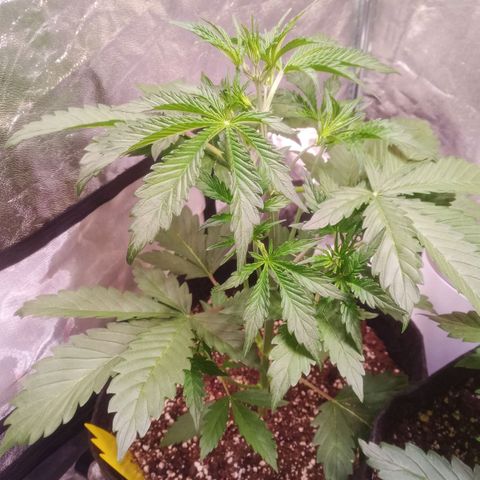 Gelato Auto #2 growlog timeline photo