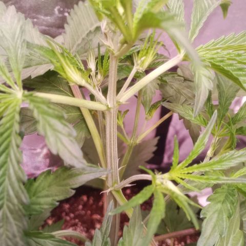 Gelato Auto #2 growlog timeline photo