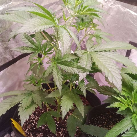 Gelato Auto #2 growlog timeline photo