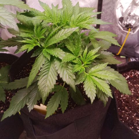 Gelato Auto #1 growlog timeline photo