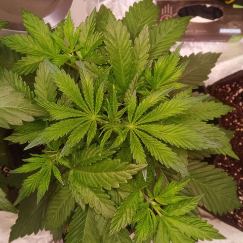 Gelato Auto #1 growlog timeline photo