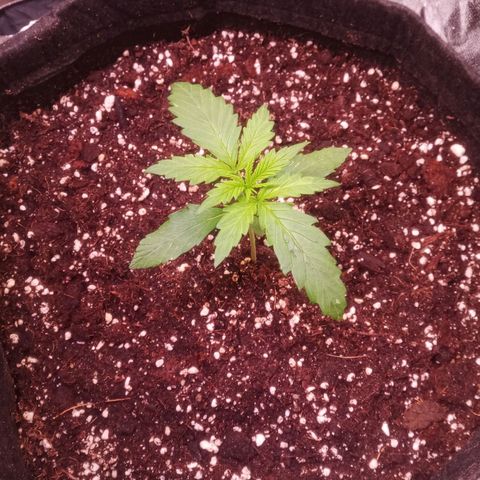 AK 420 growlog timeline photo
