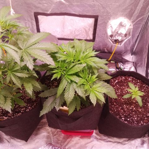 AK 420 growlog timeline photo