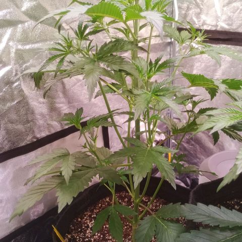 Gelato Auto #2 growlog timeline photo