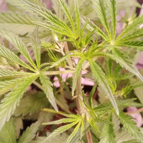 Gelato Auto #2 growlog timeline photo