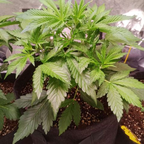 Gelato Auto #1 growlog timeline photo