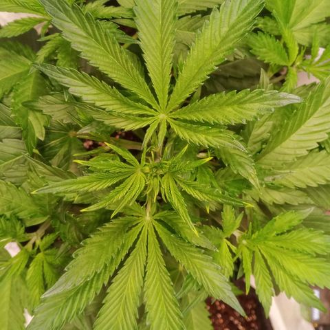 Gelato Auto #1 growlog timeline photo