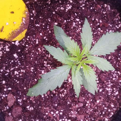 AK 420 growlog timeline photo
