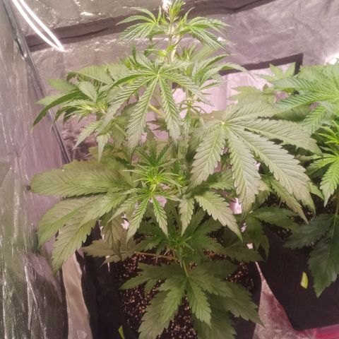 Gelato Auto #2 growlog timeline photo