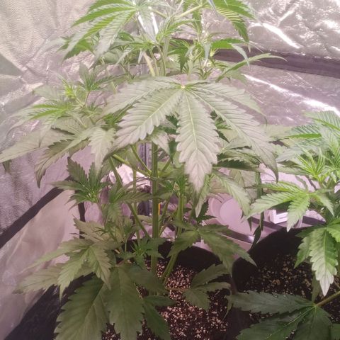 Gelato Auto #2 growlog timeline photo