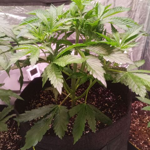 Gelato Auto #1 growlog timeline photo