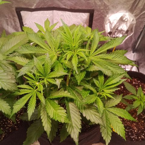 Gelato Auto #1 growlog timeline photo