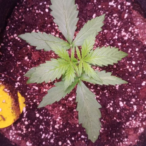 AK 420 growlog timeline photo