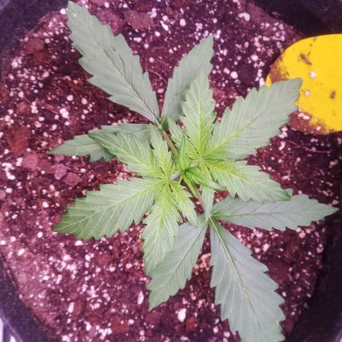 AK 420 growlog timeline photo
