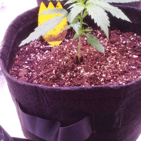 AK 420 growlog timeline photo